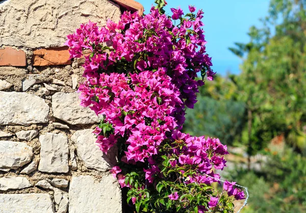 Місто Таорміна квіти сцени, Сицилія, Італія — стокове фото