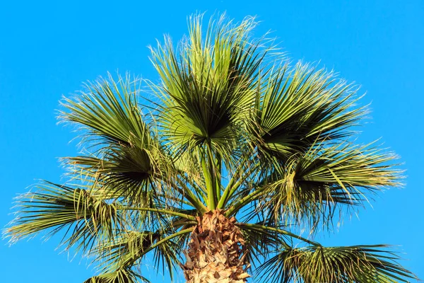 Palm trädtopp på blå himmel bakgrund — Stockfoto