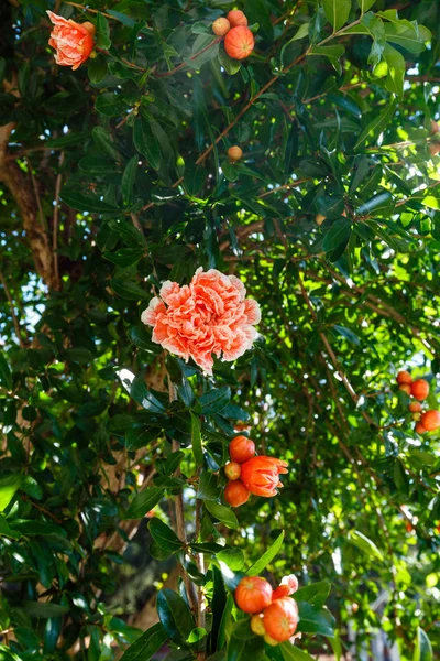 Mor çiçekler arka plan bush — Stok fotoğraf