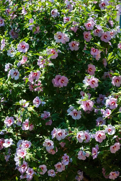 Eflatun çiçekler arka plan bush — Stok fotoğraf