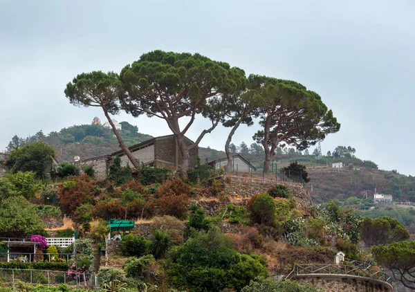 Periferia estiva di Riomaggiore, Cinque Terre — Foto Stock