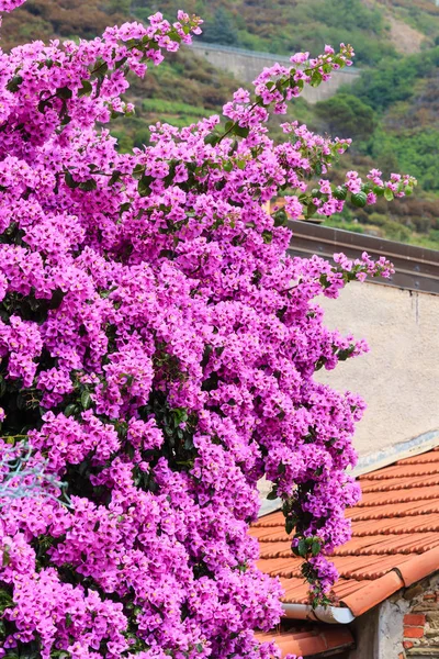 Nyári rózsaszín Bougainvillea virágok, Riomaggiore, Cinque Terre — Stock Fotó