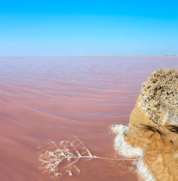 Pink salty Syvash Lake, Ukraine — Stock Photo, Image