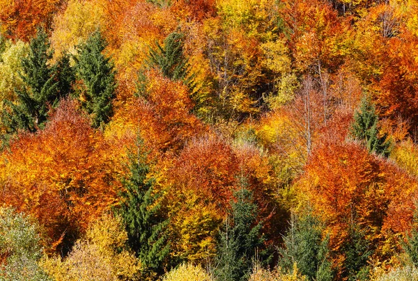 秋季喀尔巴阡山 (乌克兰). — 图库照片