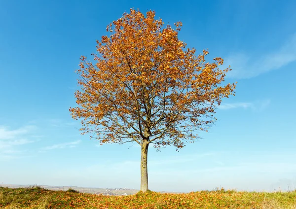 Árvore de bordo solitária outono — Fotografia de Stock