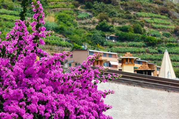 Letní růžové popínavé květiny v Riomaggiore, Cinque Terre — Stock fotografie