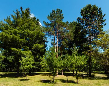 Çam ağaçlarının yaz yeşil çimenli Park