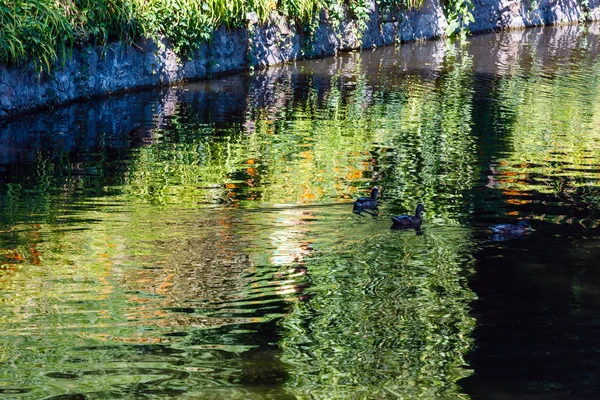 Liten sommaren sjön yta med gröna reflektioner — Stockfoto