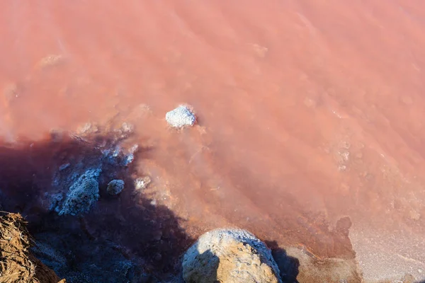 Pink salty Syvash Lake, Ukraine — Stock Photo, Image