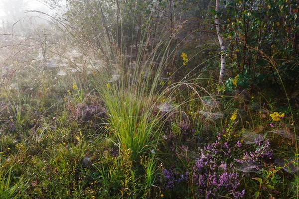 Misty ranní rosa na horské louce — Stock fotografie