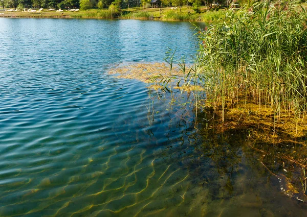 Summer lake calm rushy shore. — Stock Photo, Image