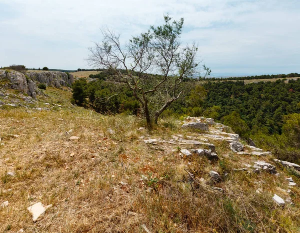 Baum in der Nähe von Schlucht — Stockfoto