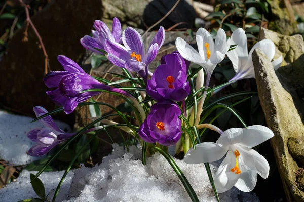 Jarní crocus heuffelianus květiny na jaře kamenité louce — Stock fotografie