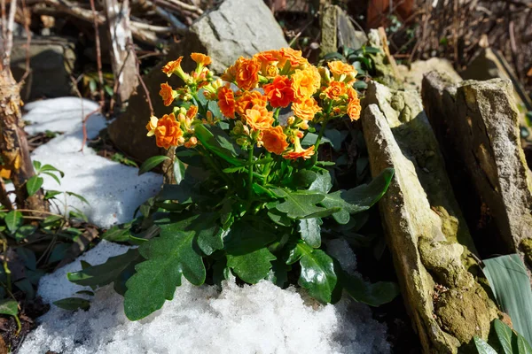 Растение Каланхо с апельсиновыми цветами на весеннем каменистом лугу — стоковое фото