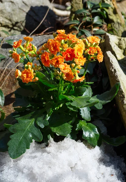 Bahar taşlı çayır üzerinde turuncu çiçekli bitki aranjmani — Stok fotoğraf
