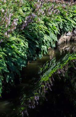 Küçük yaz göl yüzeyi bitkiler yansımaları ile