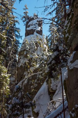 Karanlık vahşi çam ormanı içinde kış Macar taş kaya kaya