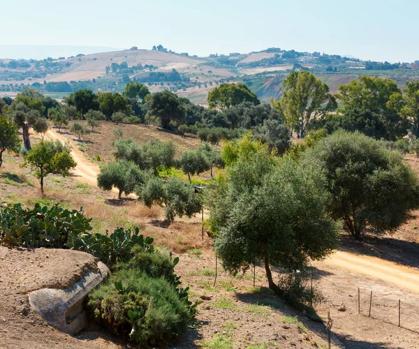 オリーブの庭の眺めは、シチリア島、イタリア — ストック写真