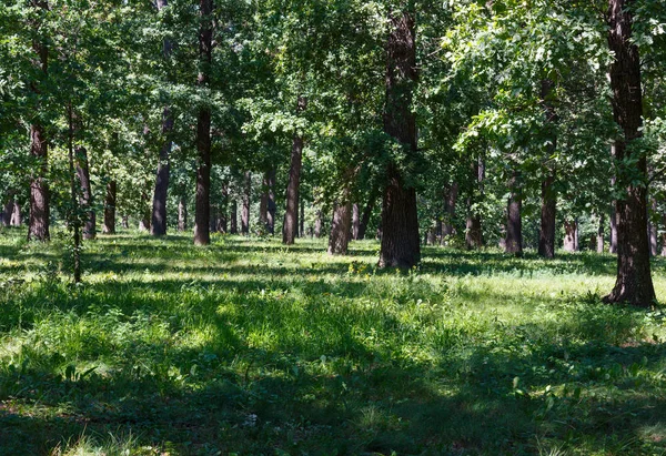 Carvalhos no verão verde parque gramado — Fotografia de Stock