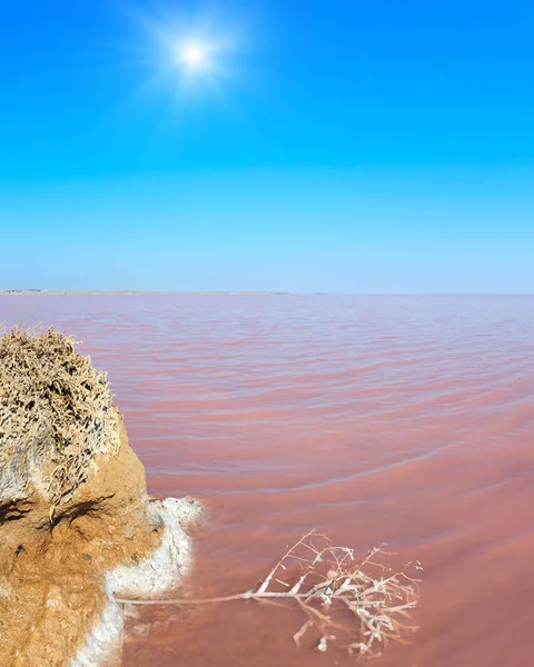 Pink salty Syvash Lake, Ukraine — Stock Photo, Image