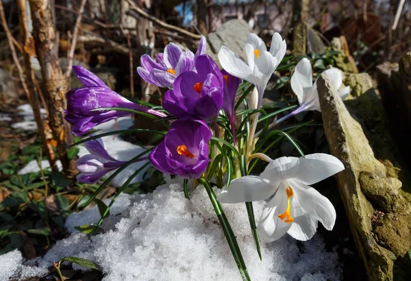 Jarní crocus heuffelianus květiny na jaře kamenité louce — Stock fotografie