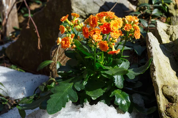 Kalanchoe plant with orange flowers on spring stony meadow — Stock Photo, Image