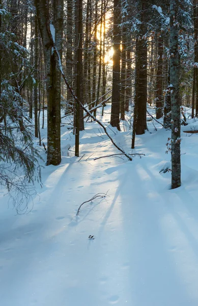Sunrise téli hegyi régi fenyő erdő — Stock Fotó