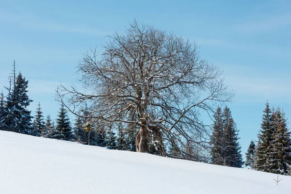 Samotny wielkie drzewo na zboczu wzgórza płaskowyżu snowy góry zima — Zdjęcie stockowe