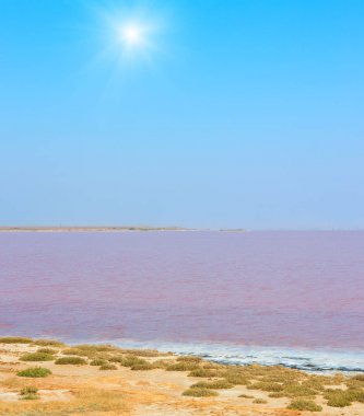 Pembe tuzlu Syvash Gölü, Ukrayna