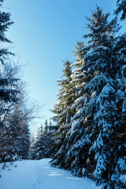 Sunrise kış dağlar yol çam ormanı içinde