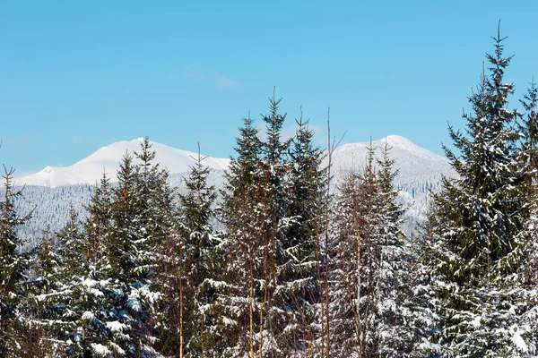 Mattina invernale Montagne Carpazie, Ucraina — Foto Stock