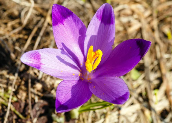 Fiori di croco viola sulla montagna primaverile — Foto Stock