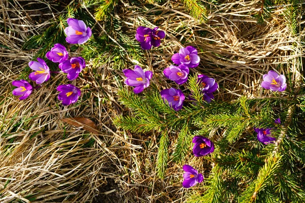 Crocus fialové květy na jaře mountain — Stock fotografie