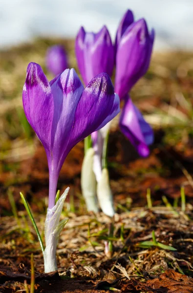 Crocus fialové květy na jaře mountain hill — Stock fotografie