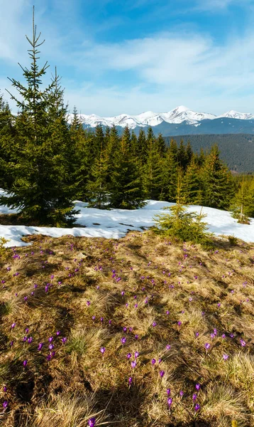 Fleurs de crocus violet dans les montagnes de printemps . — Photo