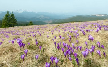 Mor bitkisi çiçeği bahar Dağı'nda