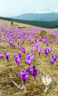 Mor bitkisi çiçeği bahar Dağı'nda