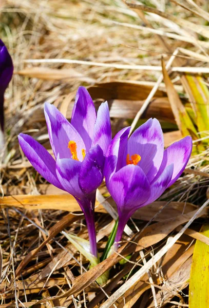 Fialové květy Crocus v horách na jaře. — Stock fotografie