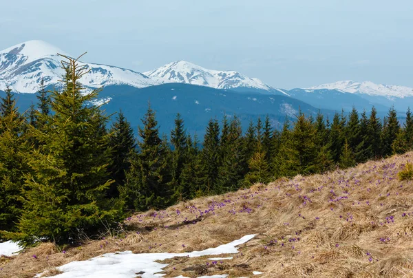 Fleurs de crocus violet dans les montagnes de printemps . — Photo