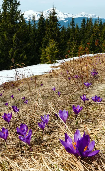 Fialové květy Crocus v horách na jaře — Stock fotografie