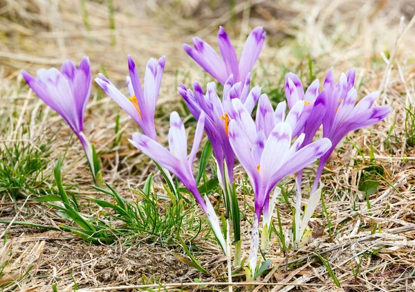 Fiori di croco viola sulla montagna primaverile — Foto Stock