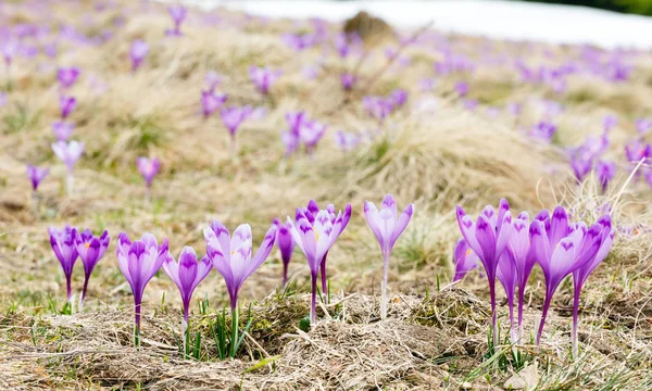 Fiori di croco viola sulla montagna primaverile — Foto Stock