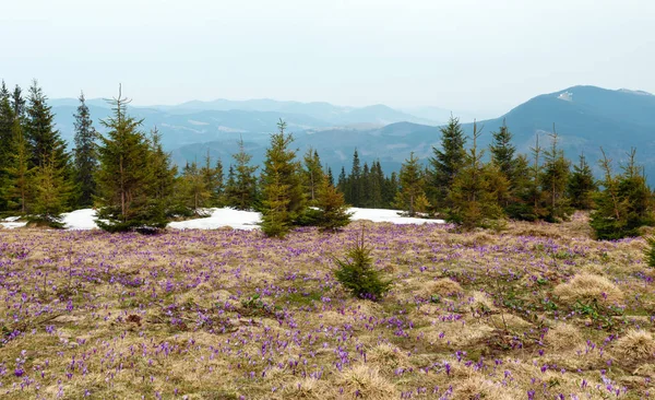 春の山で紫色のクロッカスの花 — ストック写真