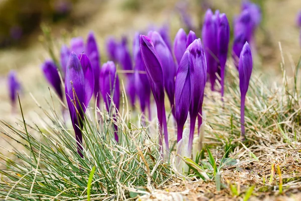 Fiori di croco viola sulla montagna di mattina di primavera — Foto Stock