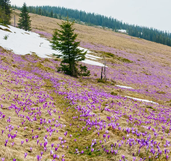 Fioletowy Krokus kwiaty na wiosnę góry — Zdjęcie stockowe