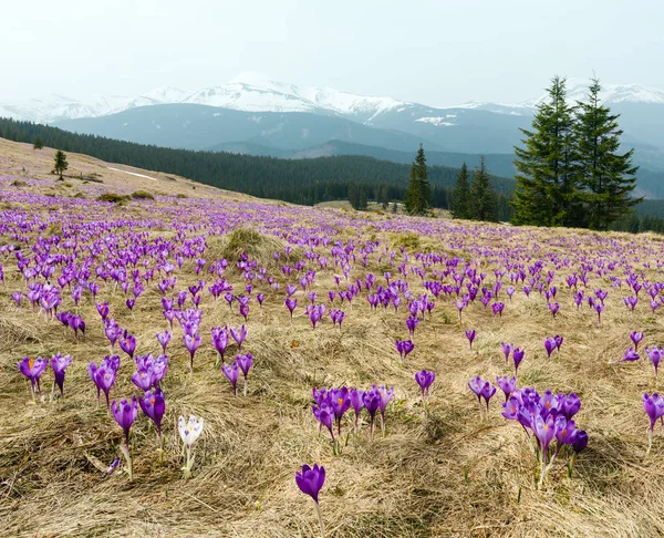 春の山に紫のクロッカスの花 — ストック写真
