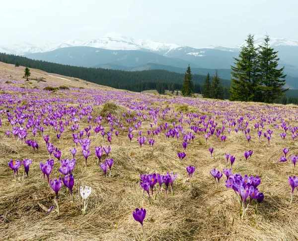 Flores de cocodrilo púrpura en montaña de primavera —  Fotos de Stock