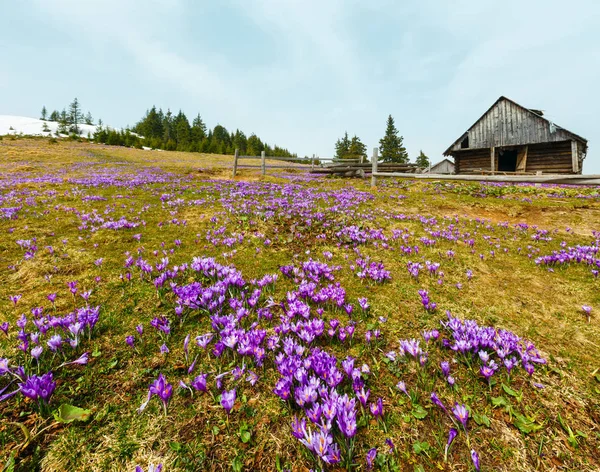 Fioletowy Krokus kwiaty na wiosnę góry — Zdjęcie stockowe