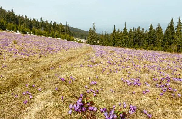 Пурпурные крокус цветы на весенней горе — стоковое фото