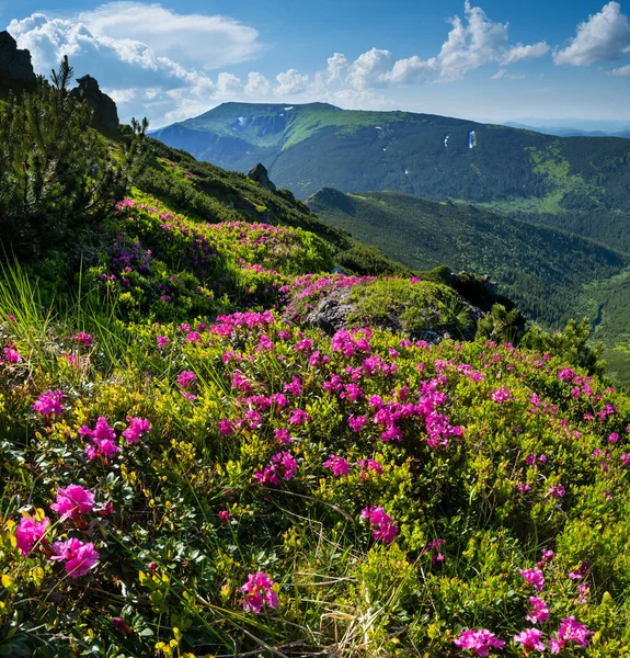 Pink rose rhododendron flowers on summer mountain slope — Stock Photo, Image